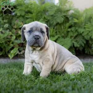 Ivanka, Cane Corso Puppy